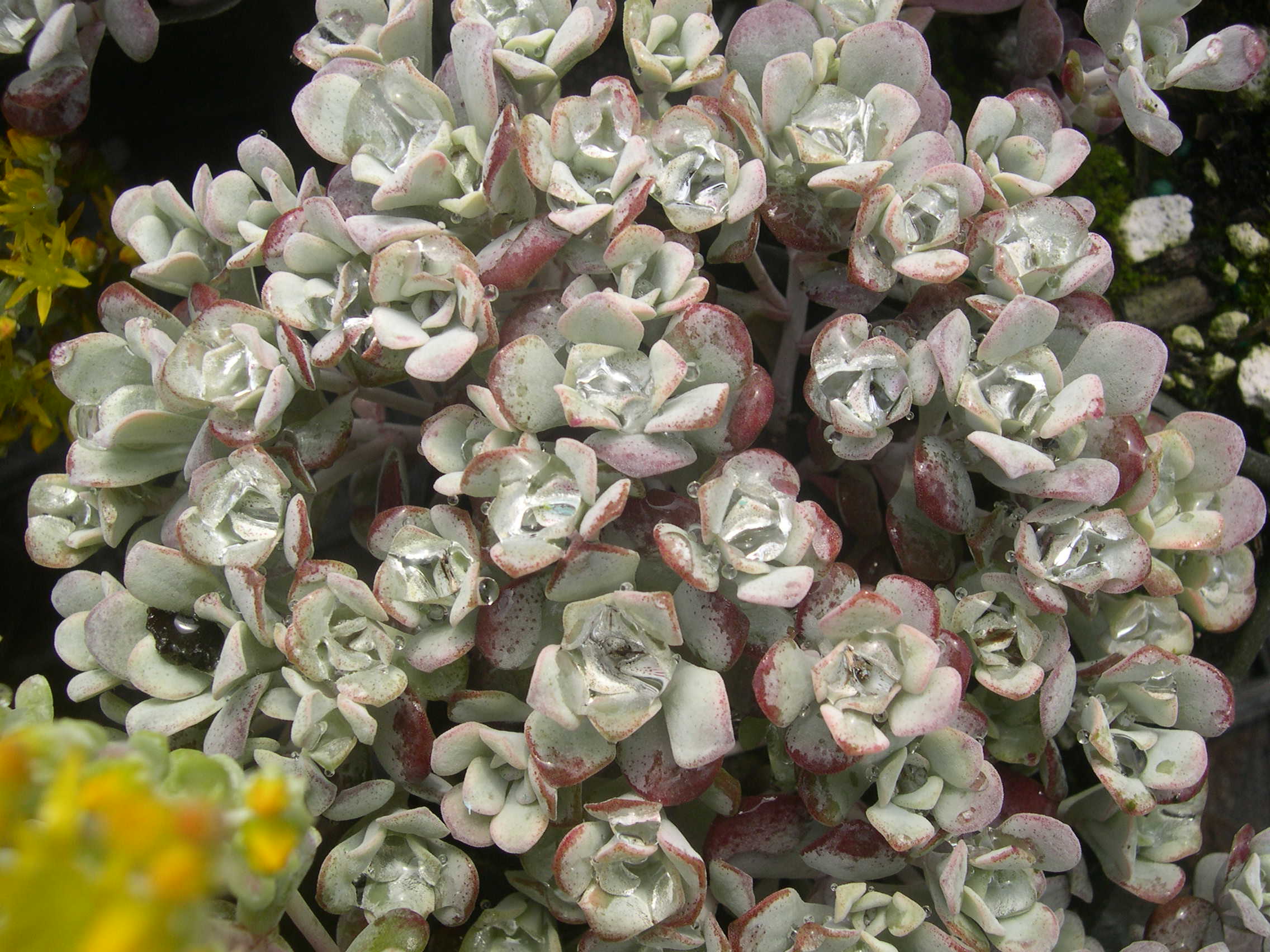 Седум spathulifolium purpureum